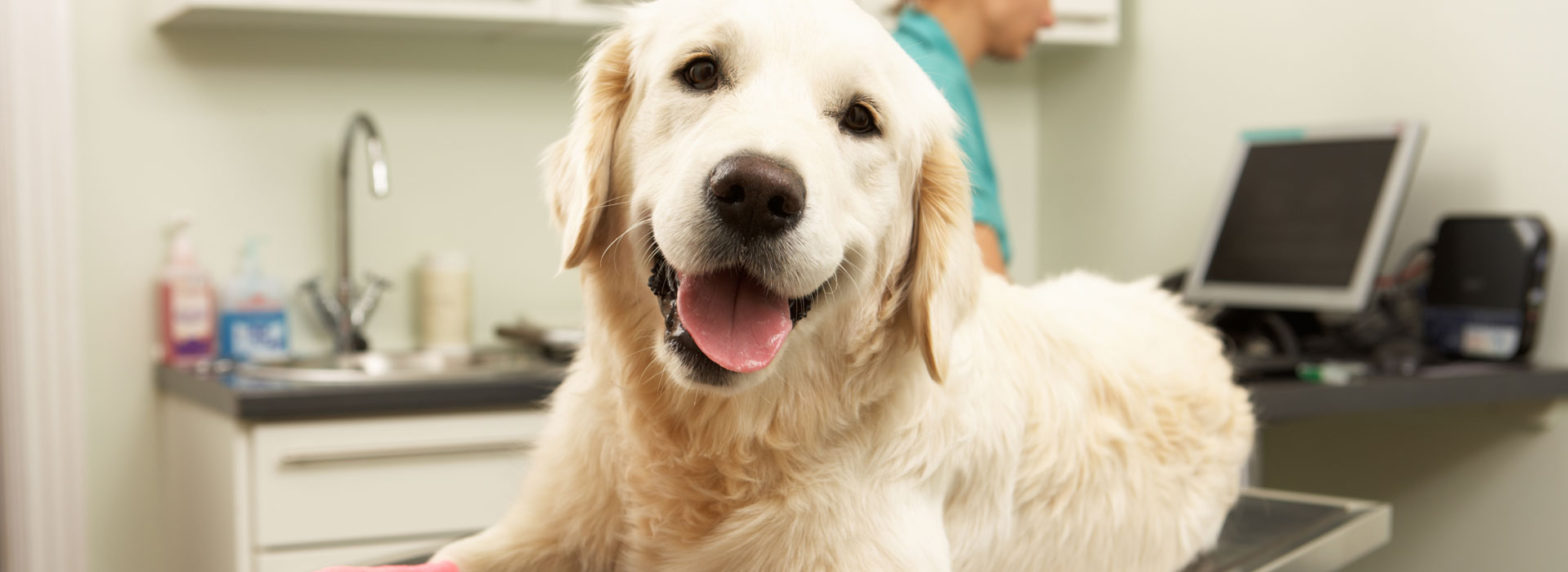 O Σκύλος Mου Έχει Καλύτερη Ασφάλεια από Εσένα;